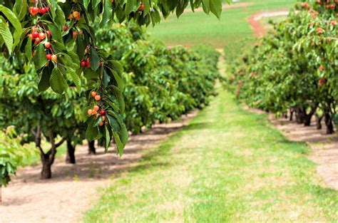 Cherry Tree Farm