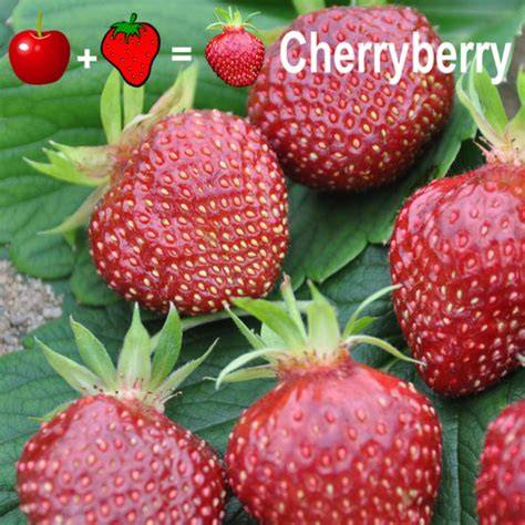 cherryberry onlyfans