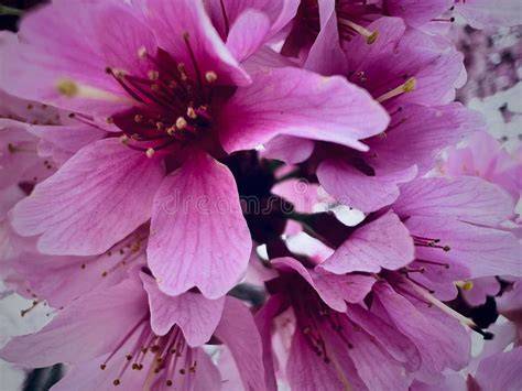 cherrybloom of nude