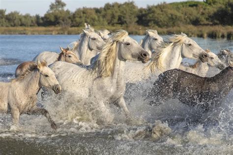 chevaux de camargue
