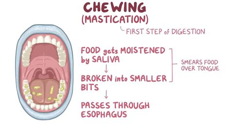 Chew This What Does Science Tell Us About Science Of Teeth - Science Of Teeth