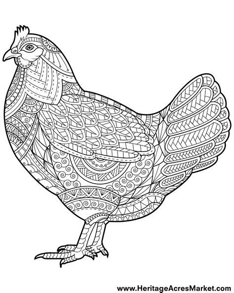 Chicken Coloring Pages For Adults   Free Chicken Coloring Pages Kid And Adult Versions - Chicken Coloring Pages For Adults