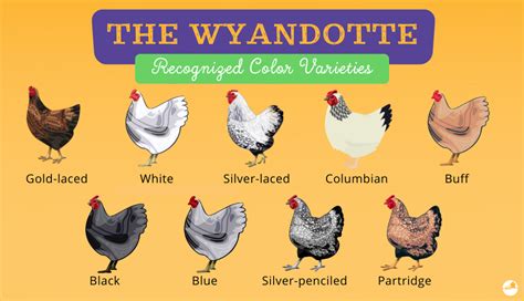 chicken colors