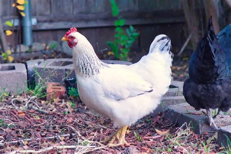 chicken delaware