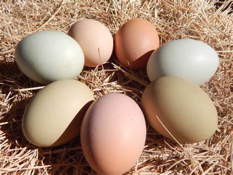 chicken egg
