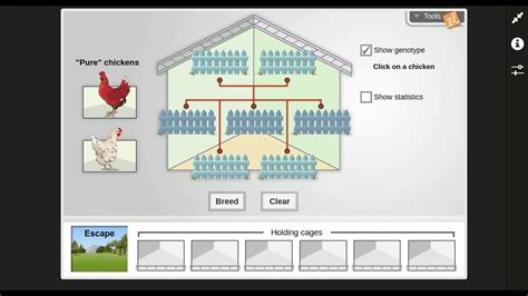 Chicken Genetics Gizmo