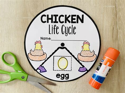 chicken life cycle wheel template