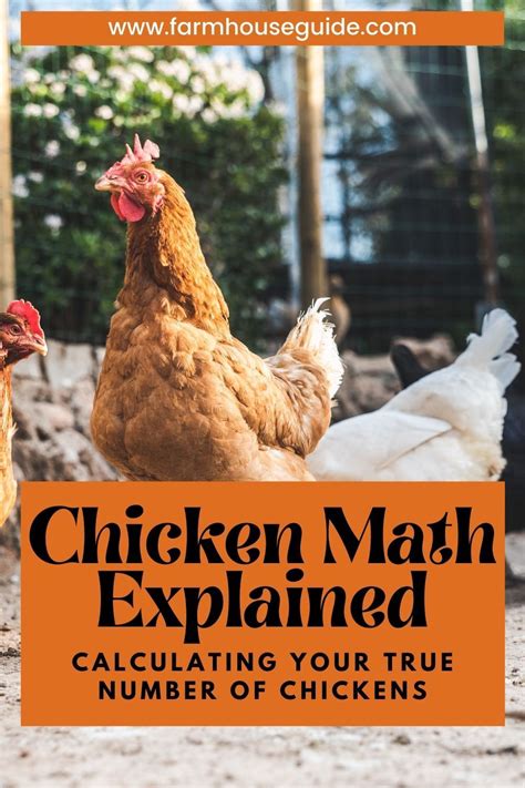 Chicken Math Explained Calculating Your True Number Of Chicken Math Explained - Chicken Math Explained