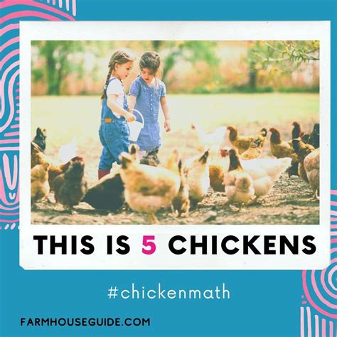 Chicken Math Explained   Chicken Math Explained Calculating Your True Number Of - Chicken Math Explained