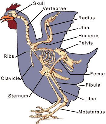 Chicken Tibia Bones Anatomy