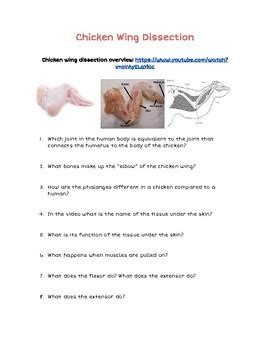 chicken wing dissection answer sheet