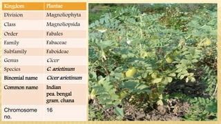 Chickpea Botanical Name