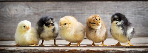 Chicks And Chickens