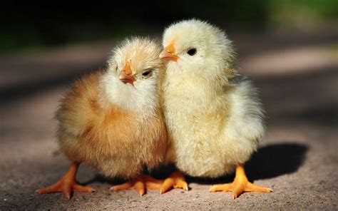 Chicks Chickens