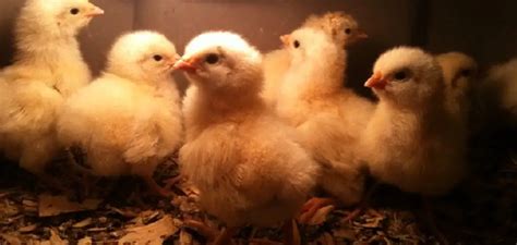 chicks hot nude