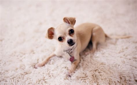 Download Chihuahua Care Guide 