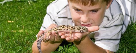 Children Get Hands On With Reptiles At Northside Reptiles Kindergarten - Reptiles Kindergarten