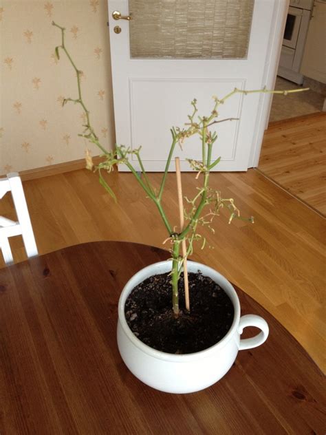 chiliplanta tappar blad efter omplantering