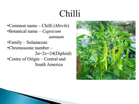 Chilli Botanical Name