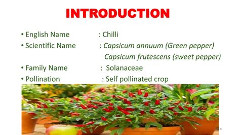 Chilli Scientific Name