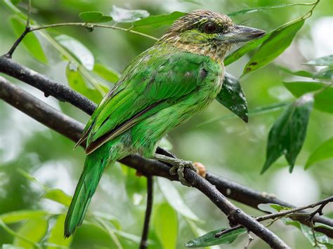 chim cu rốc | Cu rc u CHI CC KIM LM