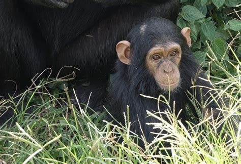 Chimpanzee Average Lifespan