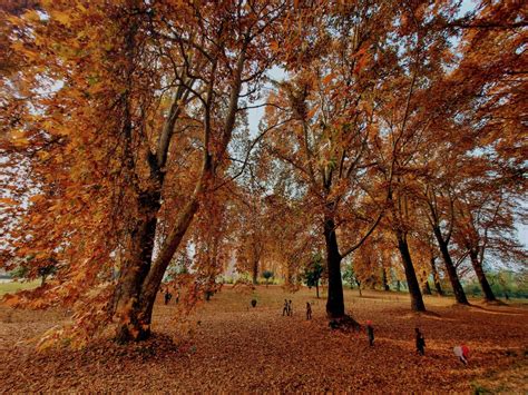 Chinar English Guide