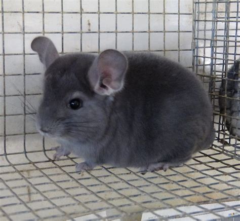 chinchilla breeder new york chinchilla breeder new york