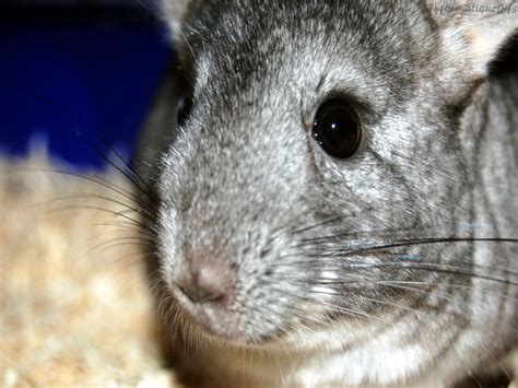 chinchilla pris