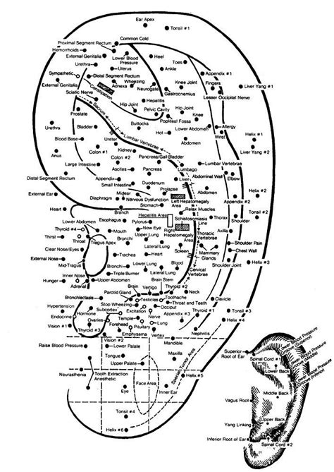 chinese auricular acupuncture