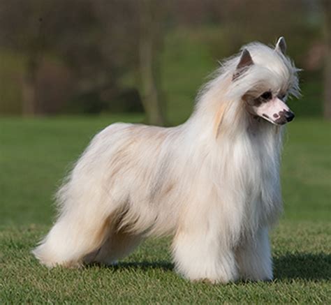 chinese crested dog kennel