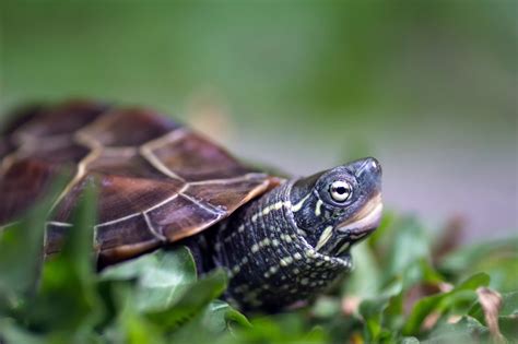 Chinese Pond Turtle