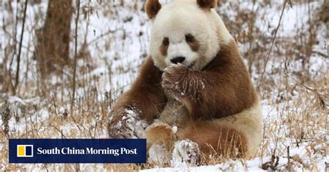 Chinese Scientists Uncover Genetic Secret Behind Brown Pandas Variation In Science - Variation In Science