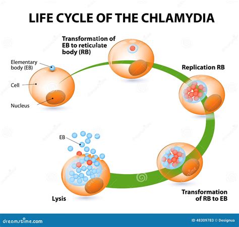 chlamydia contagious period