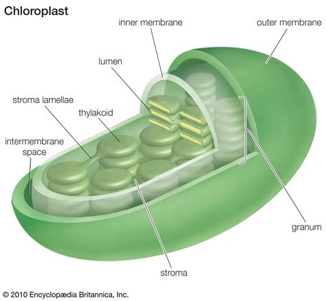 Chloroplast Function Definition And Diagram The Endosymbiotic Theory Worksheet Answer Key - The Endosymbiotic Theory Worksheet Answer Key