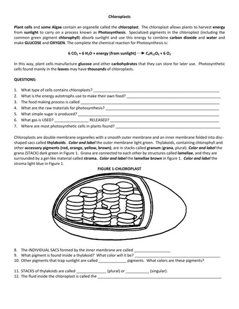  Chloroplast Worksheet Answers - Chloroplast Worksheet Answers