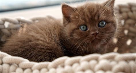 chocolate colored cat