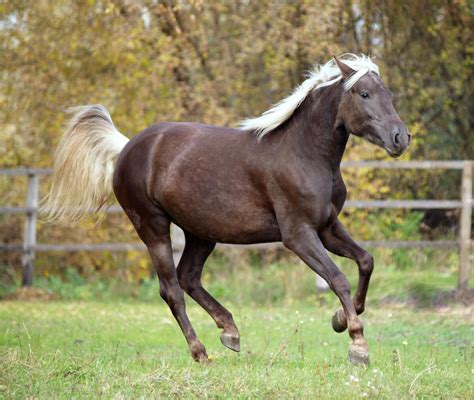 Chocolate Flaxen