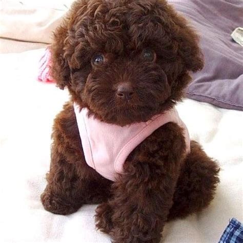 chocolate toy poodle Dogs & Puppies Gumtree Australia Free …