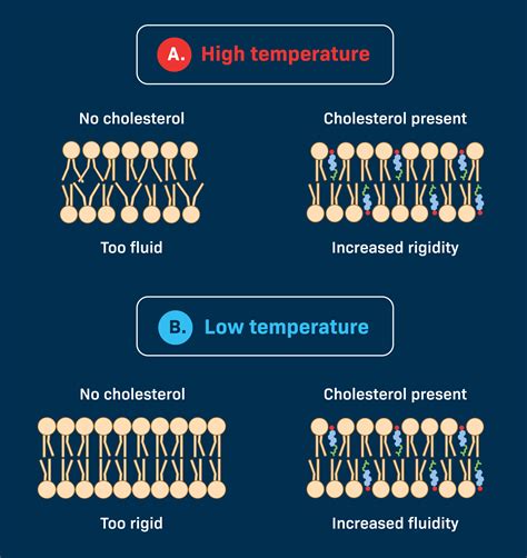Cholesterol Membrane Fluidity