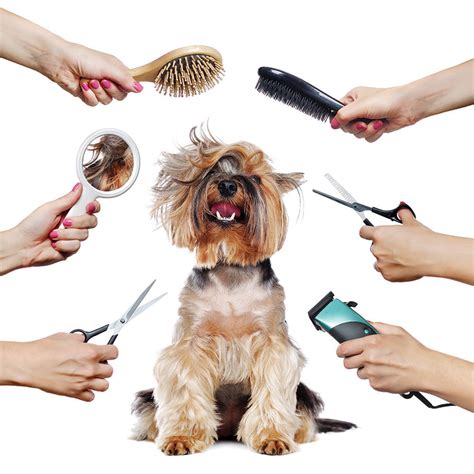 Choosing a Groomer