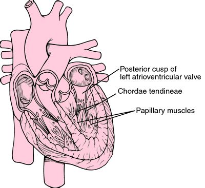 Chordae Tendineae Function