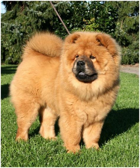 chow chow asiel