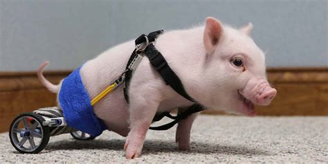 Chris P Bacon