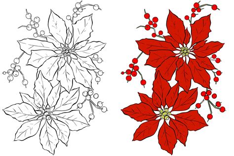 Christmas Flower Coloring Page Poinsettia Picture To Color Christmas Poinsettia Coloring Page - Christmas Poinsettia Coloring Page