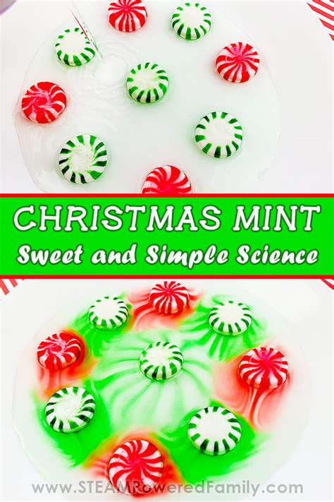 Christmas Mint Science Experiment Simple Sweet Holiday Science Christmas Science Experiments Preschool - Christmas Science Experiments Preschool