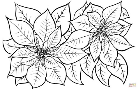 Christmas Poinsettia Coloring Page   Poinsettia Christmas Coloring Worksheet - Christmas Poinsettia Coloring Page