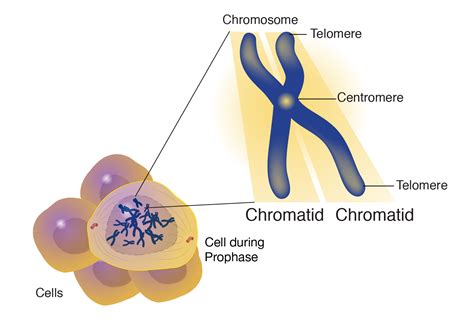 Chromatid Definition
