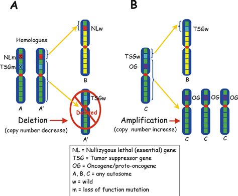 Chromosomal Mutations Aneuploidy Pearson Chromosomal Mutations Worksheet - Chromosomal Mutations Worksheet