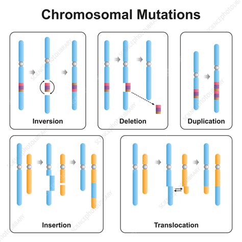 Chromosomal Mutations Pros Amp Cons Of Mutations Types Chromosomal Mutations Worksheet - Chromosomal Mutations Worksheet